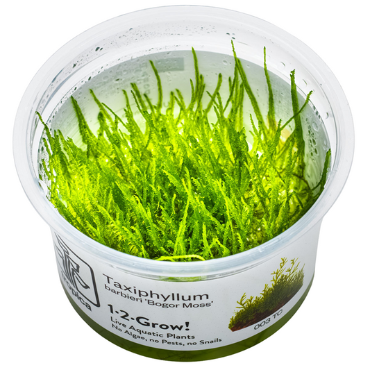 Tropica Taxiphyllum barbieri ‘Bogor Moss’ 1-2-Grow!