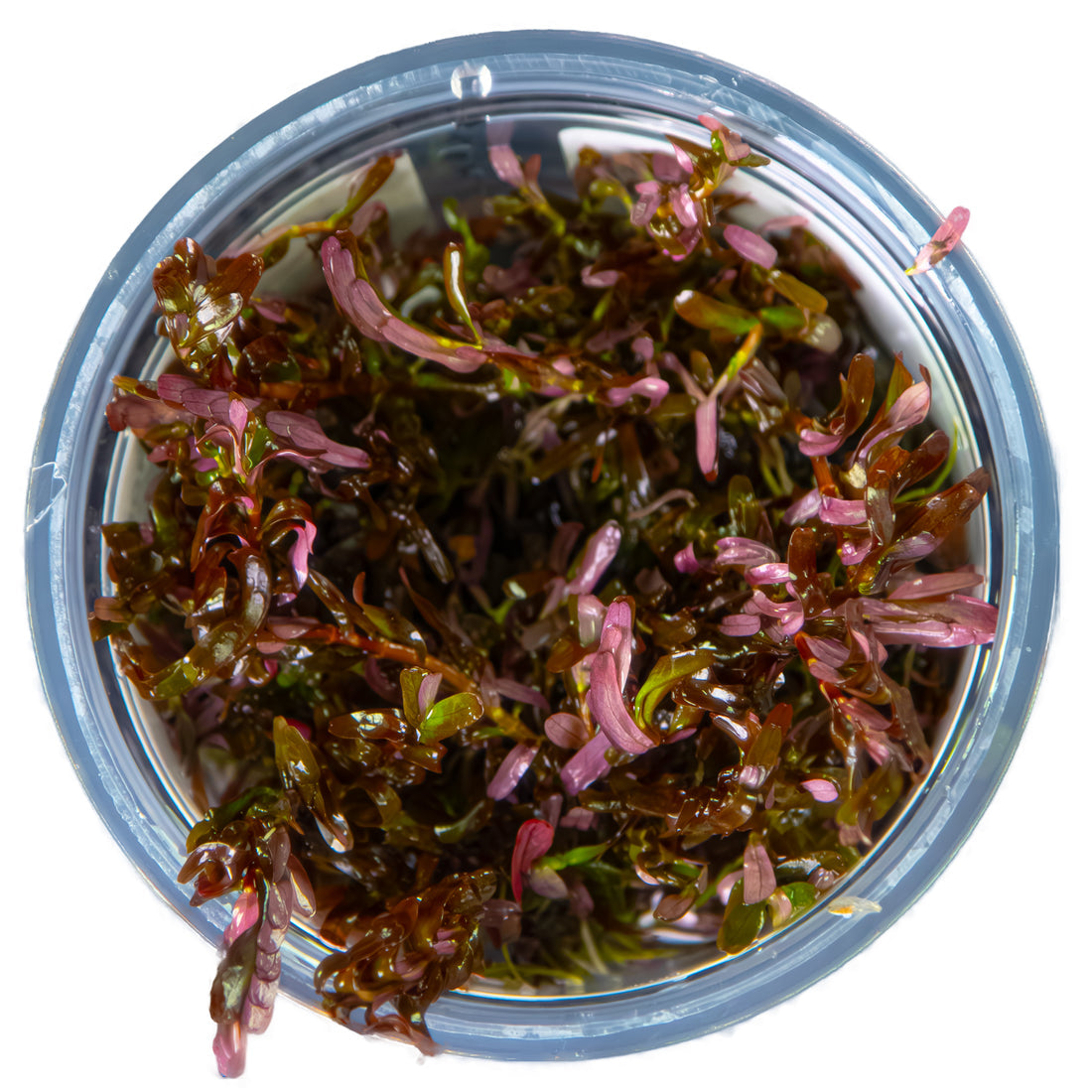 Tropica Rotala rotundifolia 'Blood Red' 1-2-Grow!