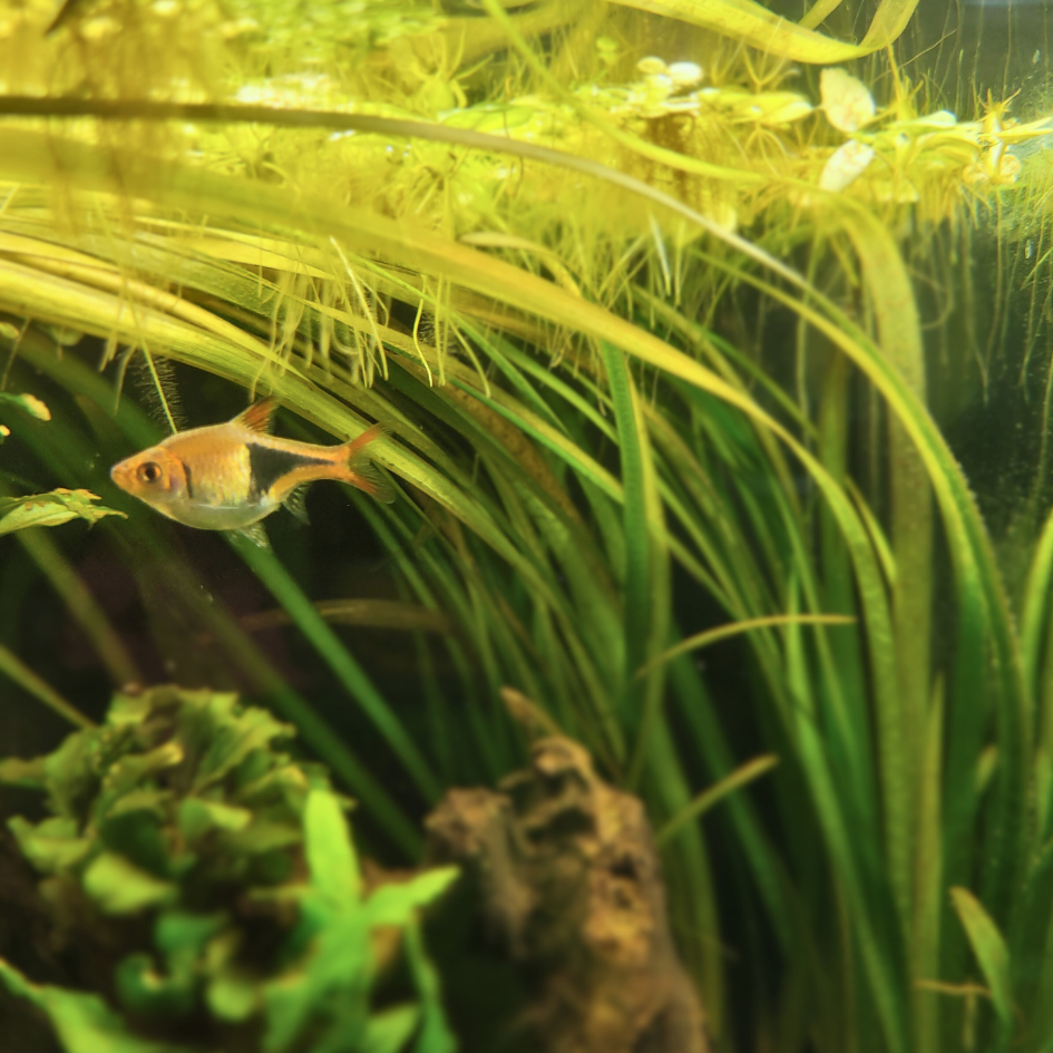 harlequin rasbora fish with aquatic plants in background