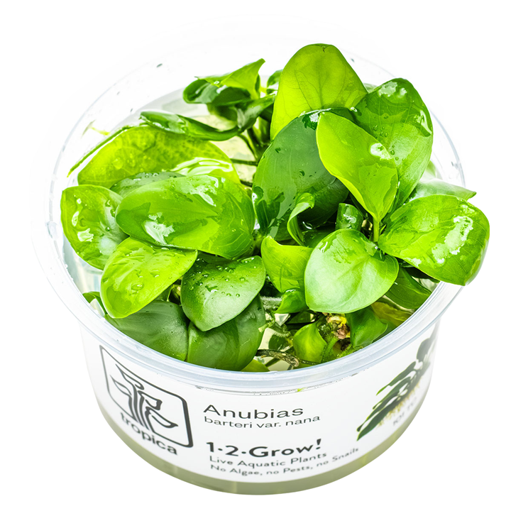 Tropica Anubias bateri nana 1-2-Grow!