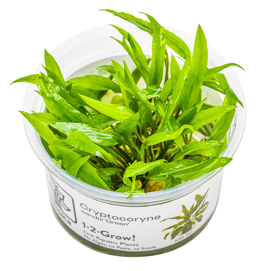 Tropica Cryptocoryne wendtii 'Green' 1-2-Grow!
