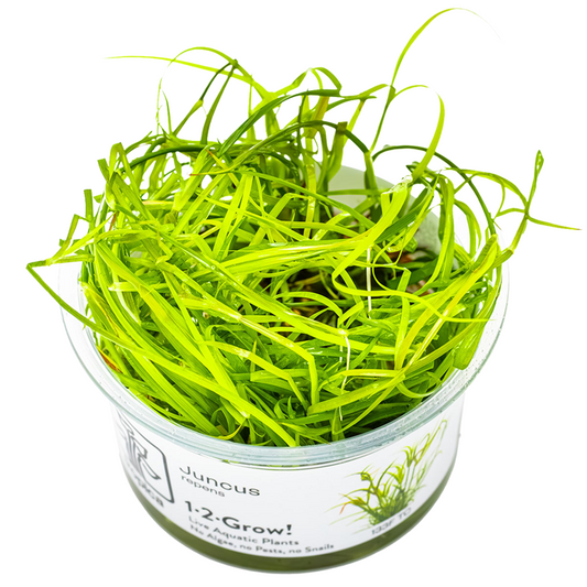 Tropica Juncus repens 1-2-Grow!