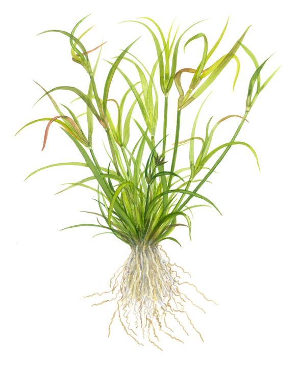 Tropica Juncus repens 1-2-Grow!