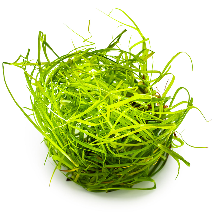 Tropica Juncus repens 1-2-Grow!