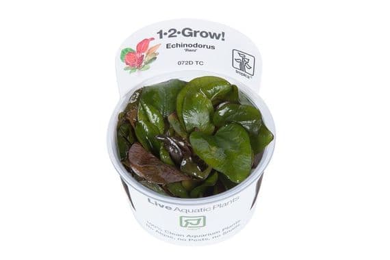 Tropica Echinodorus ‘Reni’ 1-2-Grow!