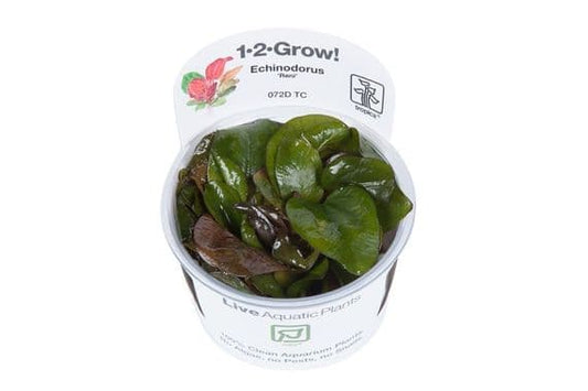 Tropica Echinodorus ‘Reni’ 1-2-Grow!