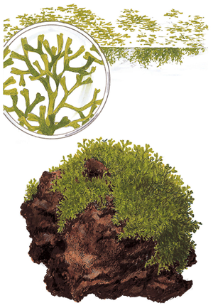 Tropica 1-2-Grow Riccia fluitans