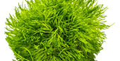 Tropica 1-2-Grow Riccia fluitans