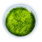 Tropica 1-2-Grow Riccia fluitans