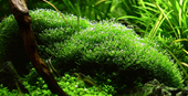 Tropica 1-2-Grow Riccia fluitans