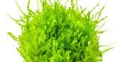 Tropica 1-2-Grow Leptodictyum riparium