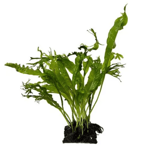 Java Fern on Coconut Aquatic Plant