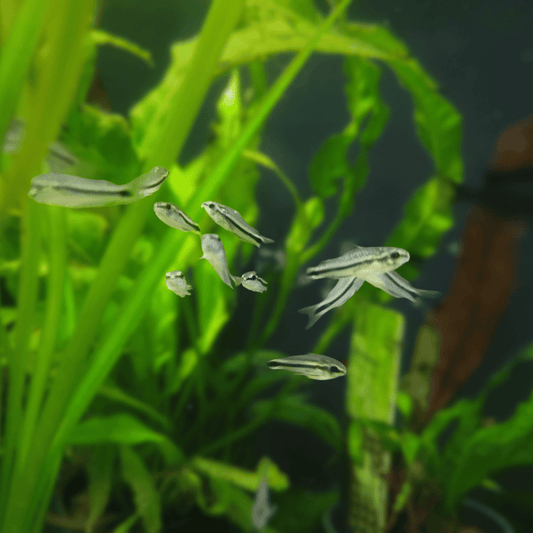 Pygmy Corydoras