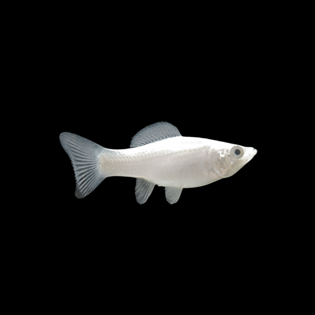 Silver Molly Tropical Fish