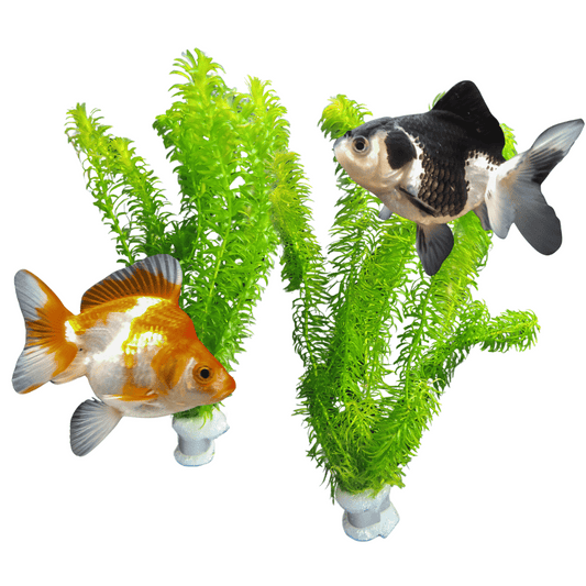 Bunched Plant for Goldfish Grazing