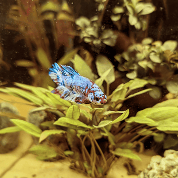 Visiting Us In Store – Pond Life Aquatics
