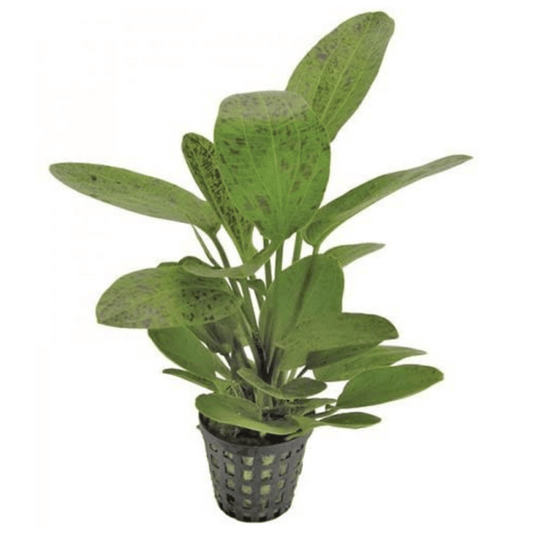 amazon sword aquatic plant in pot