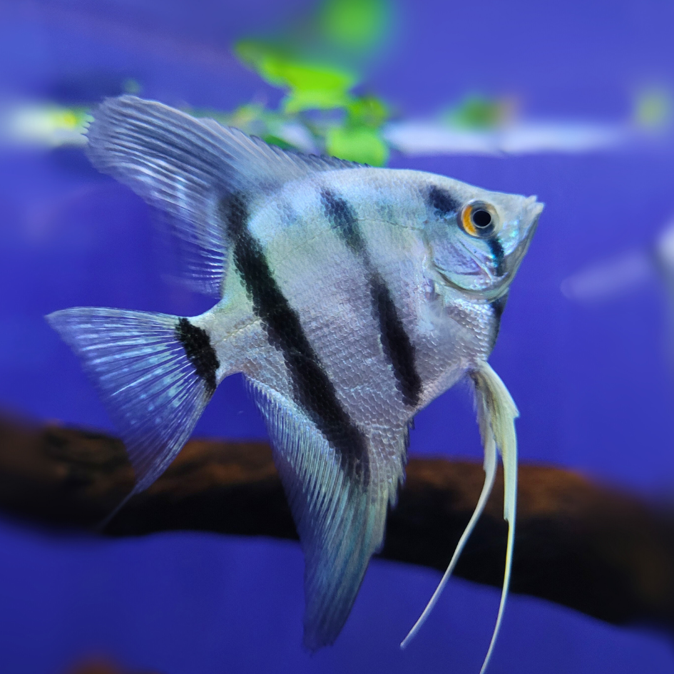 angelfish in tropical tank