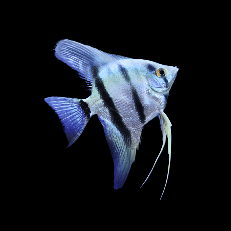 angelfish tropical fish