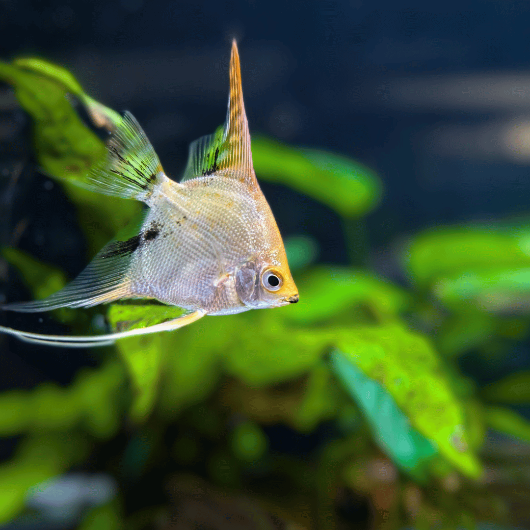 angelfish with anubias background