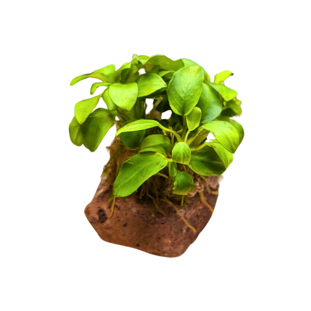 anubias on lava rock