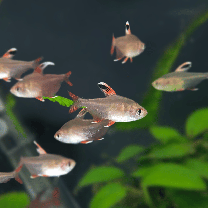 shoal of bentosi tetra against a planted background