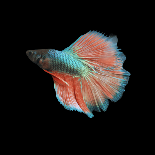 Betta splendens 'Siamese Fighting Fish'