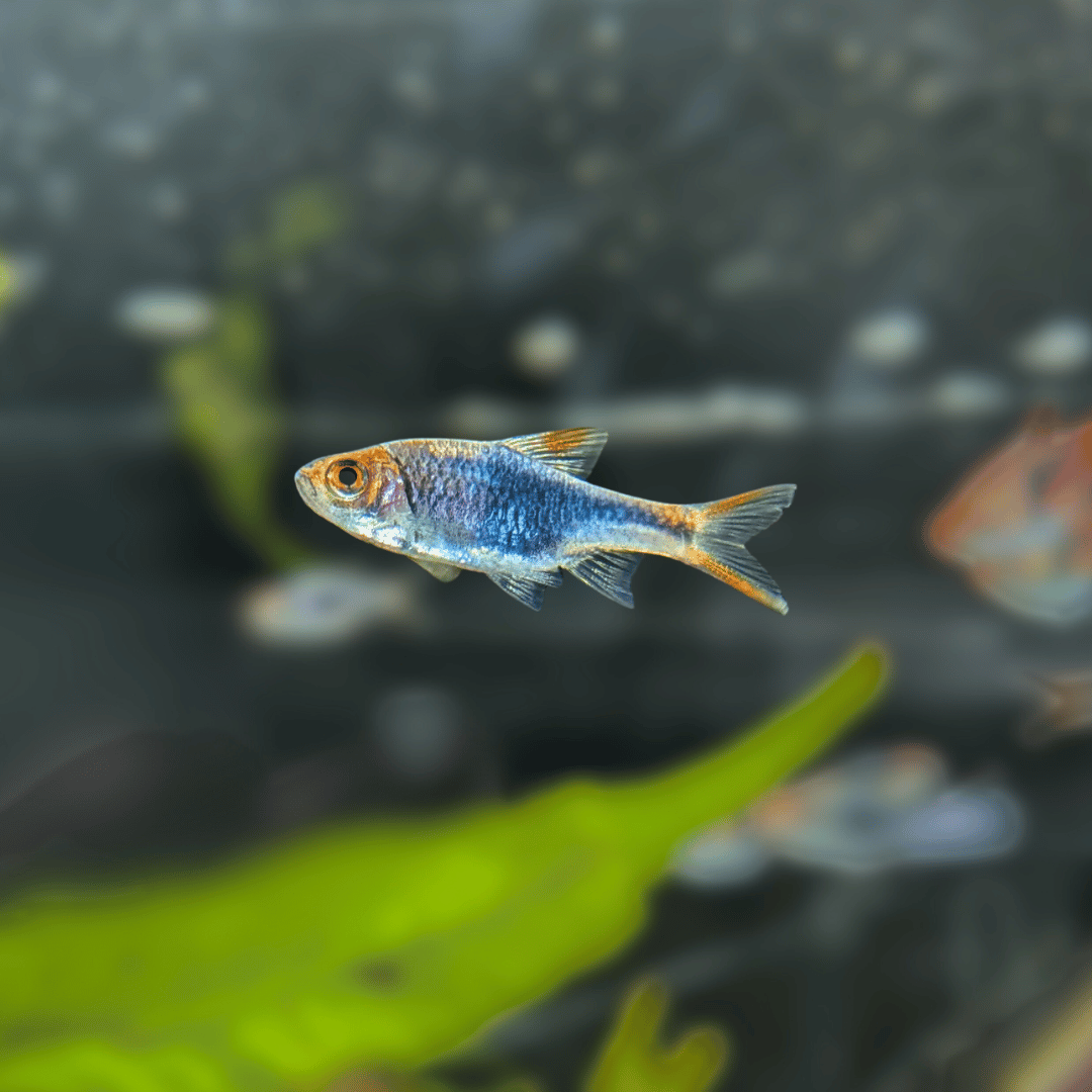 black harlequin rasbora