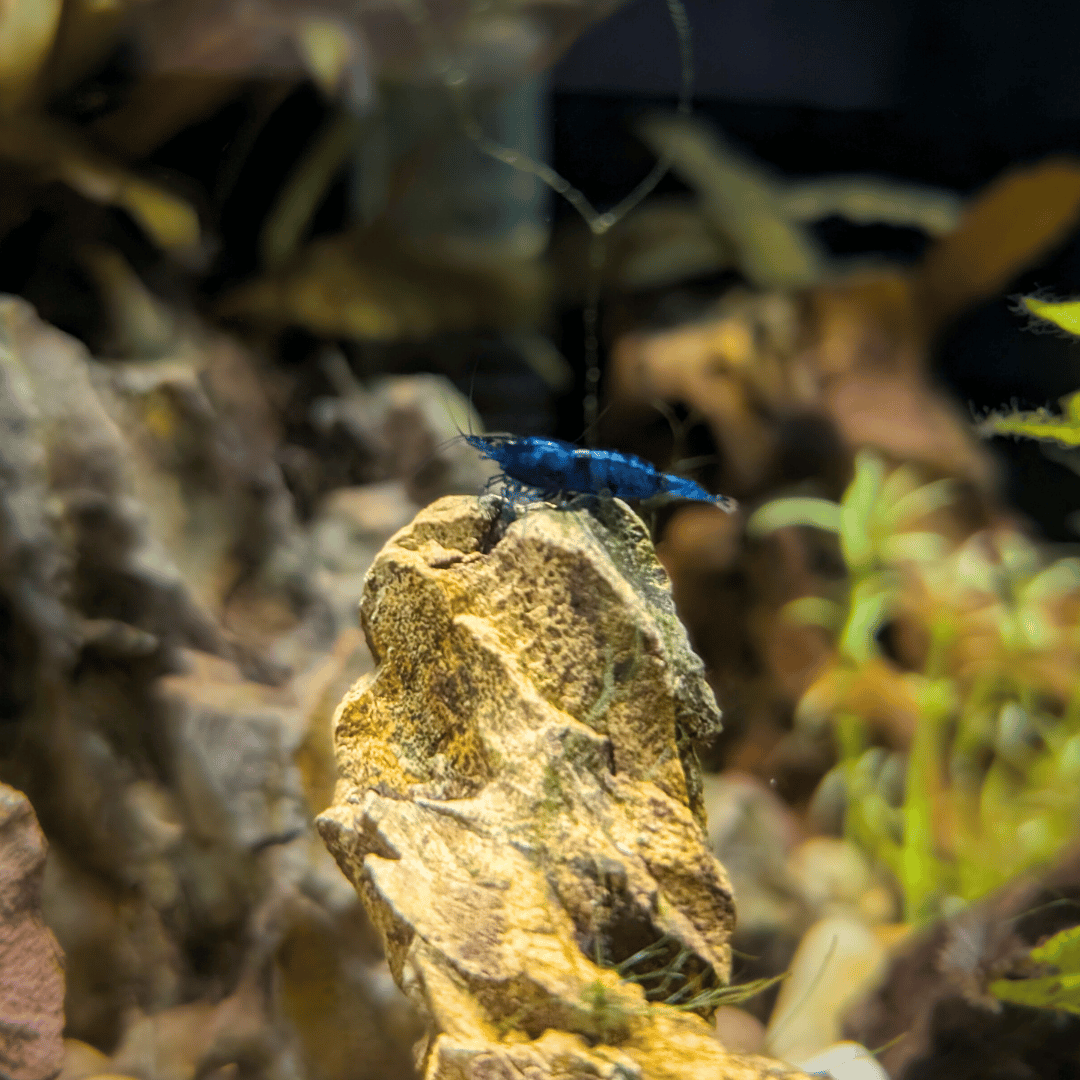 blue cherry shrimp