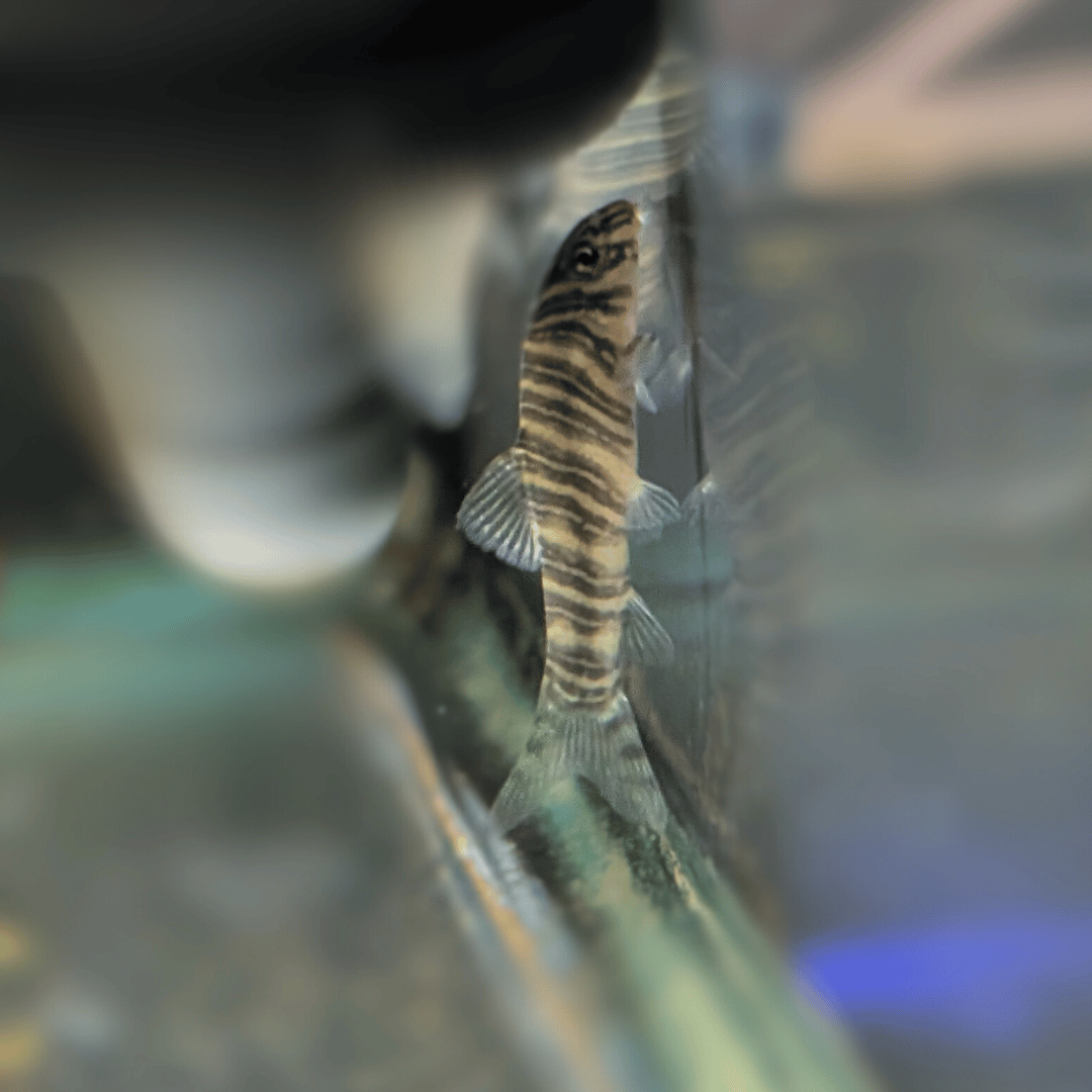 Zebra Loach - Botia Striata