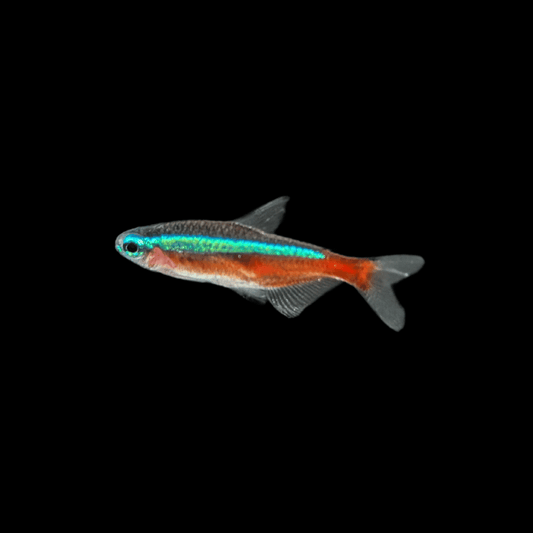 Cardinal Tetra