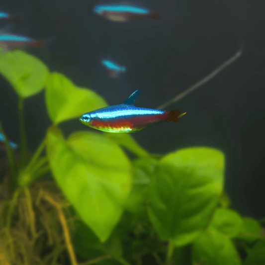 Cardinal Tetra