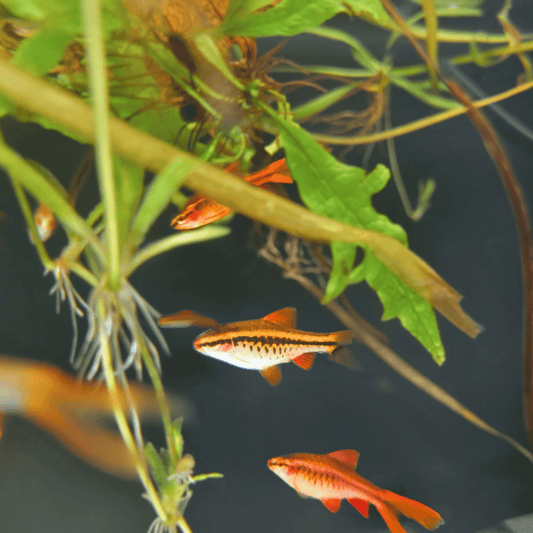 cherry barb tropical fish