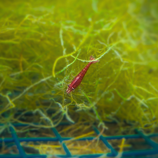 Fire Red Shrimp (Neocaridina Davidi)