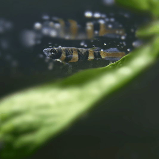 Clown Killifish