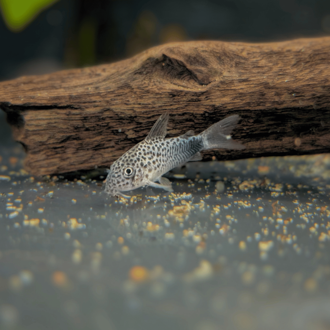 Corydoras Similis