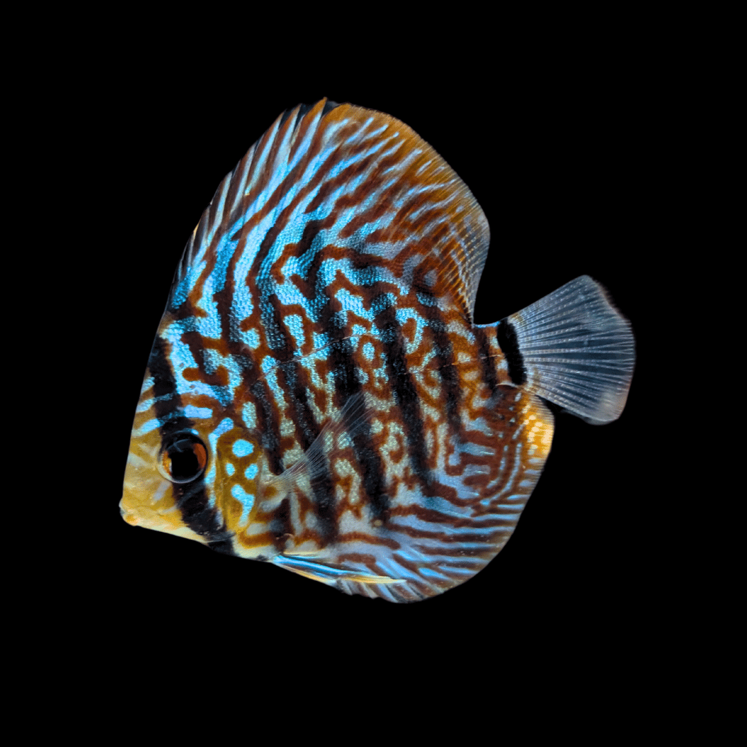 discus fish