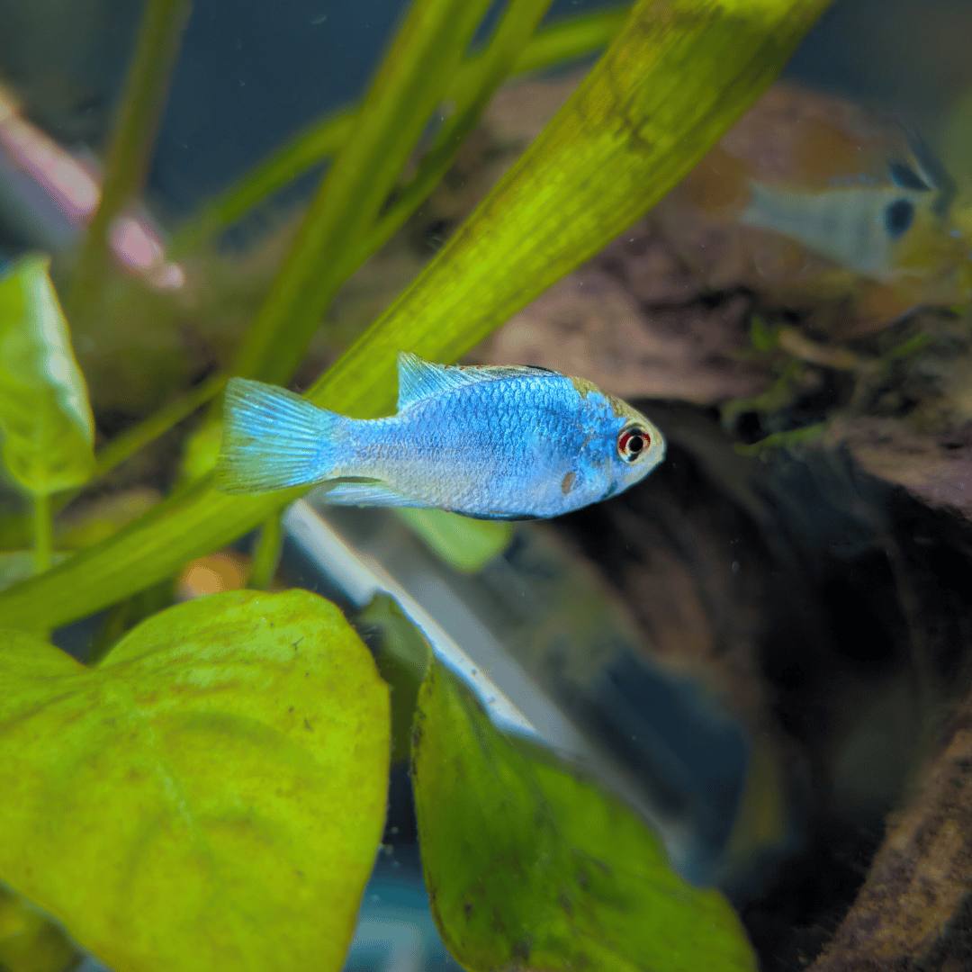 Electric Blue Rwm Electric Blue Ram – Pond Life Aquatics