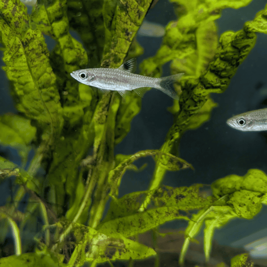 Emerald Eye Rasbora