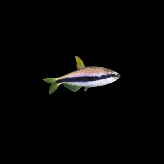 Emperor Tetra