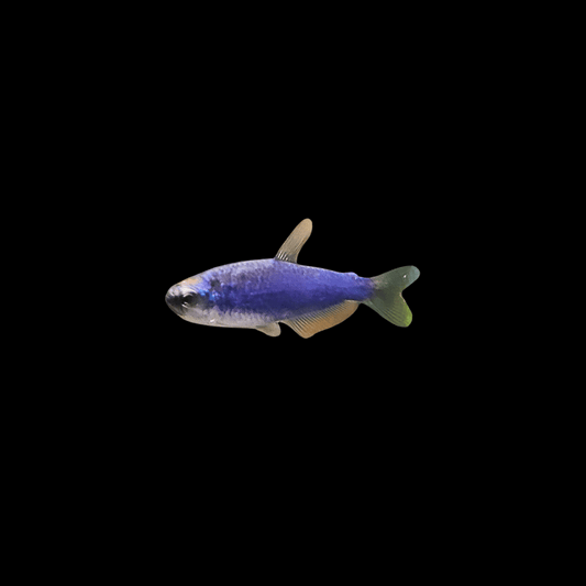 Blue Emperor Tetra