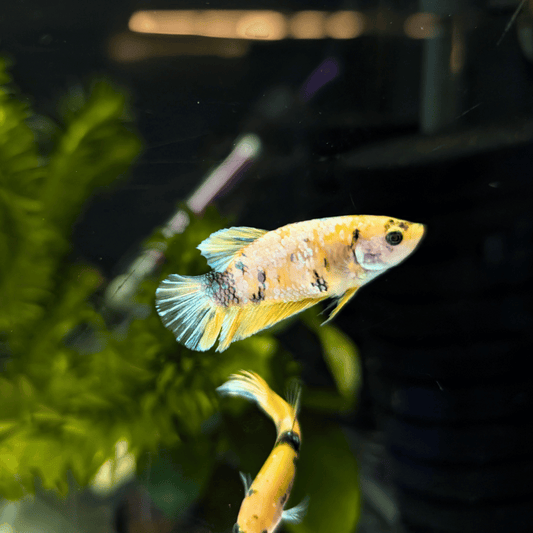 female betta