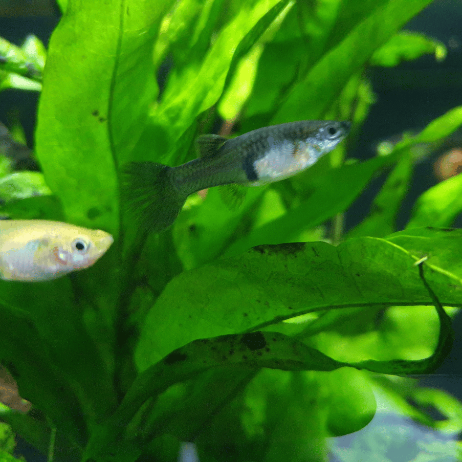 female guppy fish