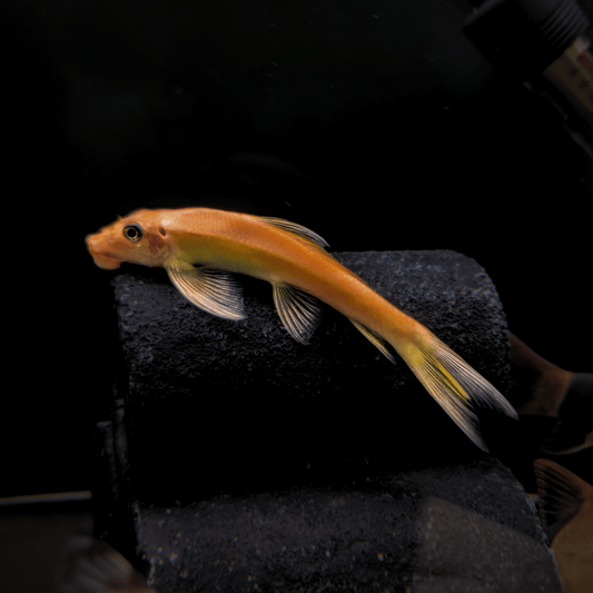 gold sucking loach