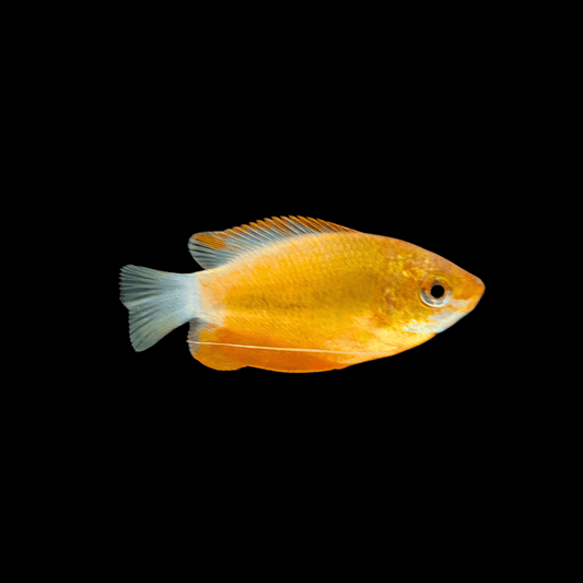 Red Honey Gourami