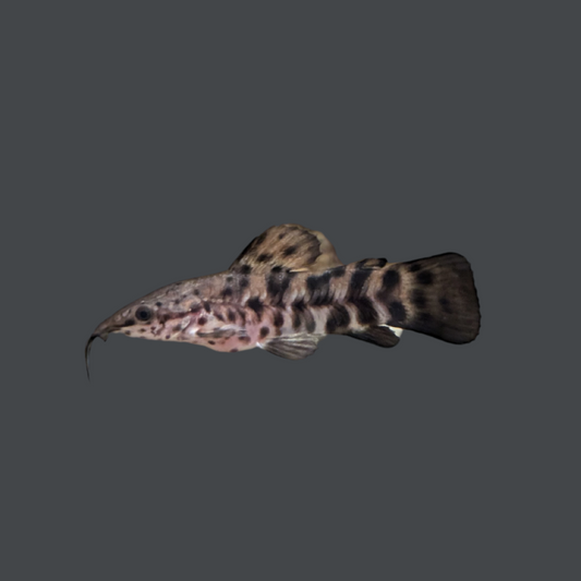 Hoplosternum Catfish