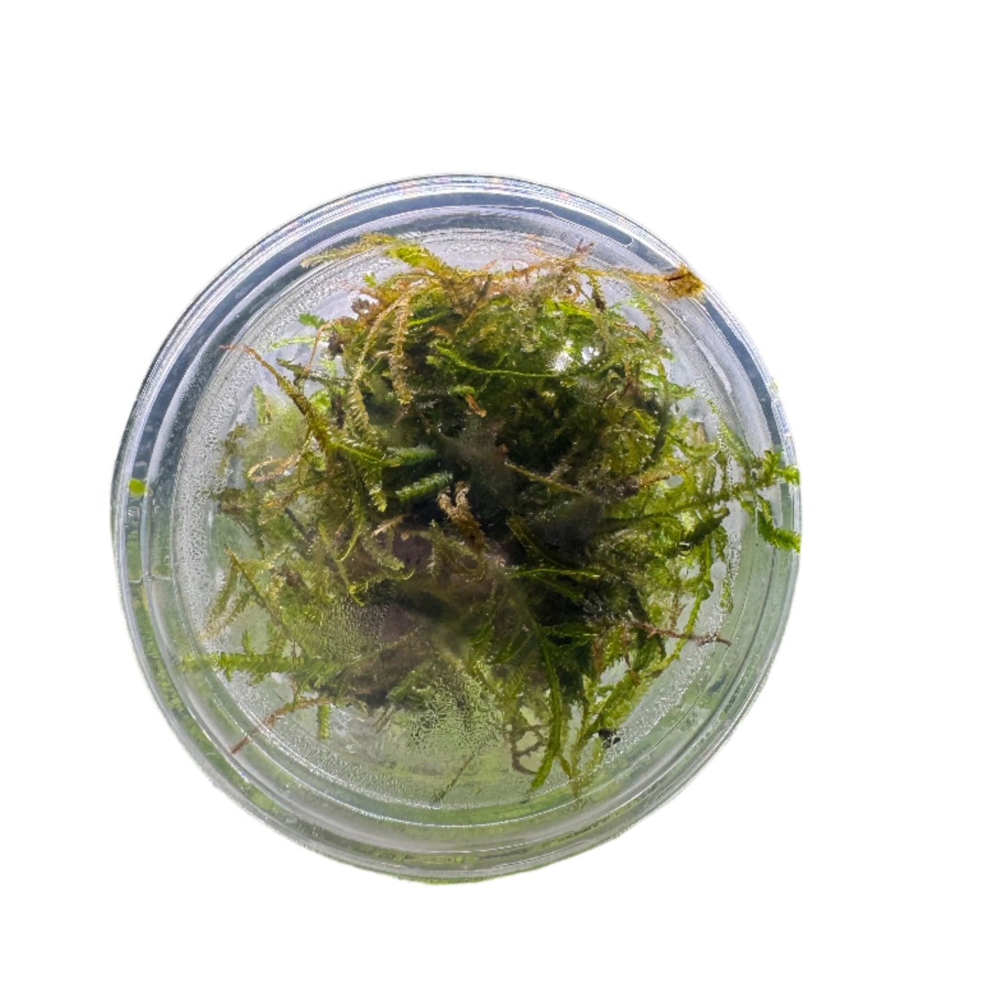 java moss