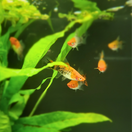 swordtail tropical fish 