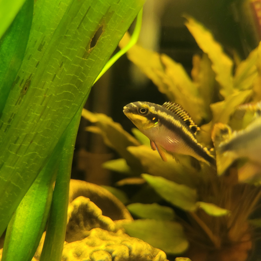 kribensis cichlid against planted background