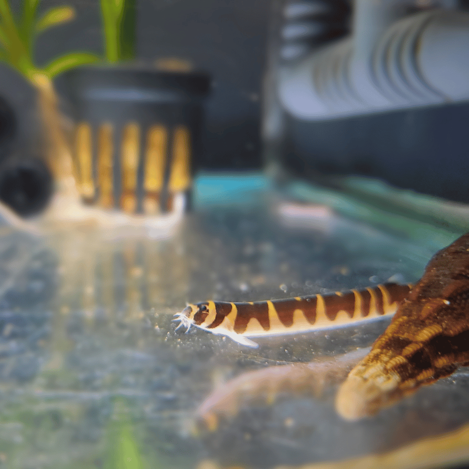 Kuhli Loach